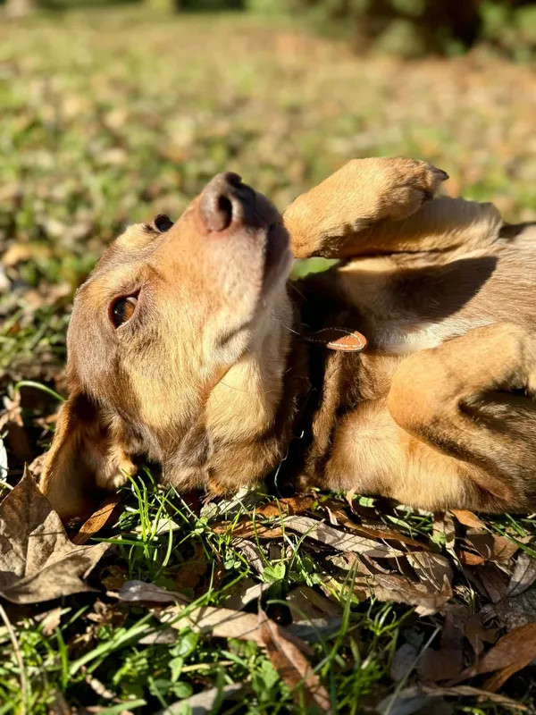 Pies do adopcji, Jelenia Góra, 22 listopada 2025 (2/4)