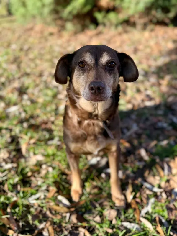 Pies do adopcji, Jelenia Góra, 22 listopada 2025 (3/4)