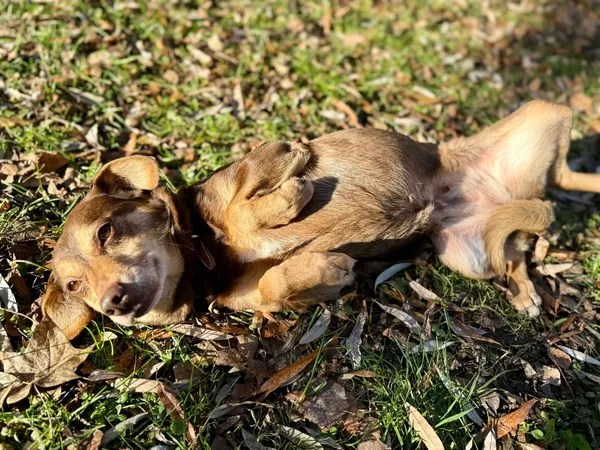 Pies do adopcji, Jelenia Góra, 22 listopada 2025 (4/4)