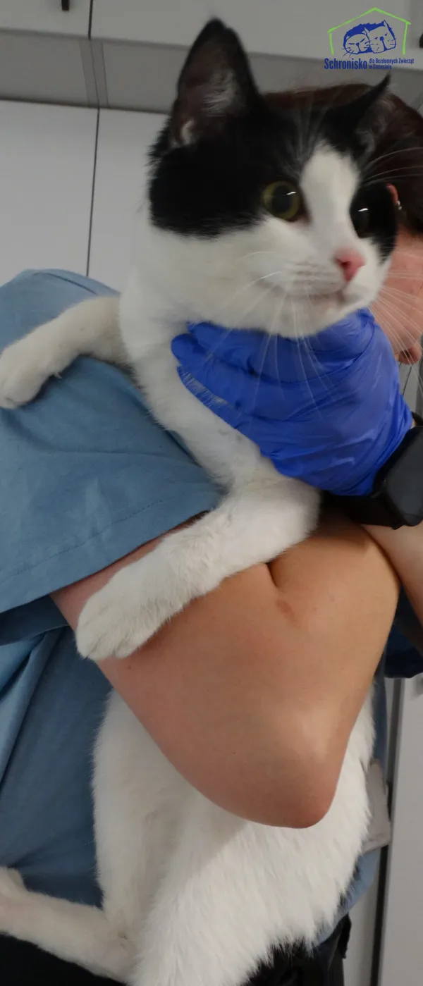 Znaleziono kota, Szczecin, 18 grudnia 2025 (3/3)