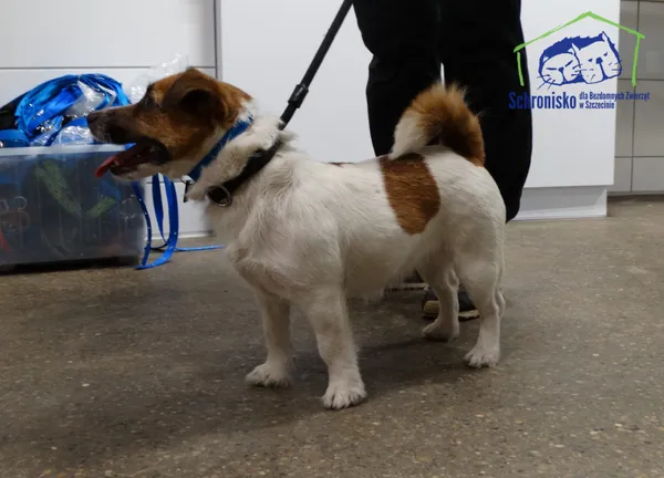 Znaleziono psa, Szczecin, 18 grudnia 2025 (1/2)