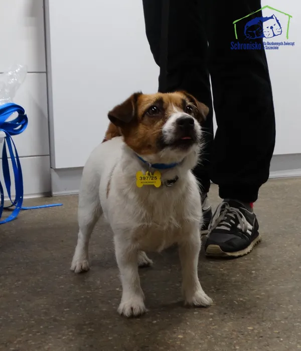 Znaleziono psa, Szczecin, 18 grudnia 2025 (2/2)