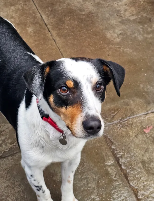 Pies do adopcji, Tychy, 7 listopada 2025