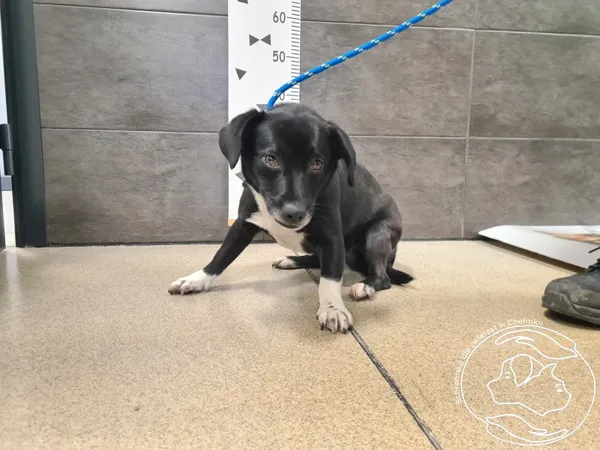 Znaleziono psa, Chełmek, 18 grudnia 2025