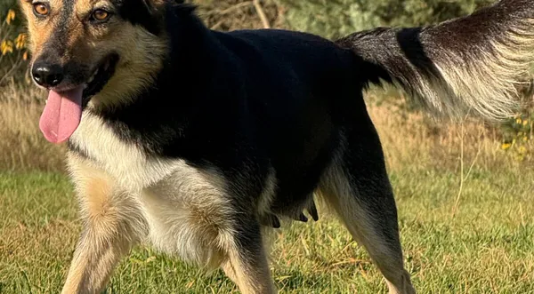 Pies do adopcji, Pieczyska, 18 grudnia 2025 (1/5)