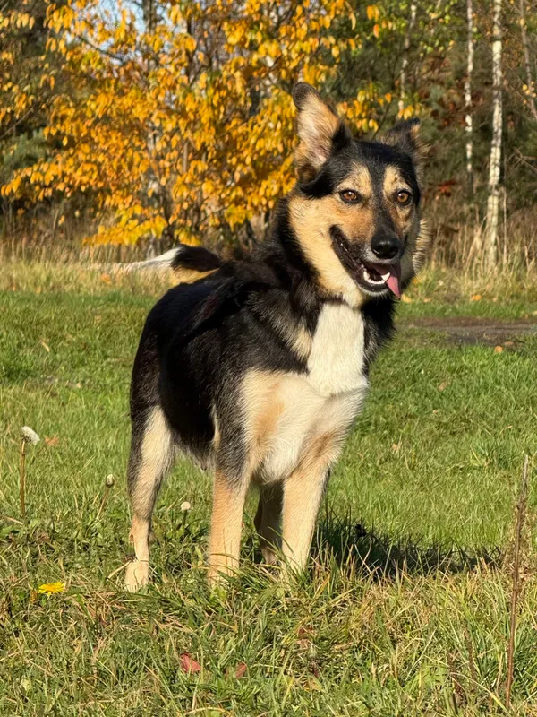 Pies do adopcji, Pieczyska, 18 grudnia 2025 (2/5)