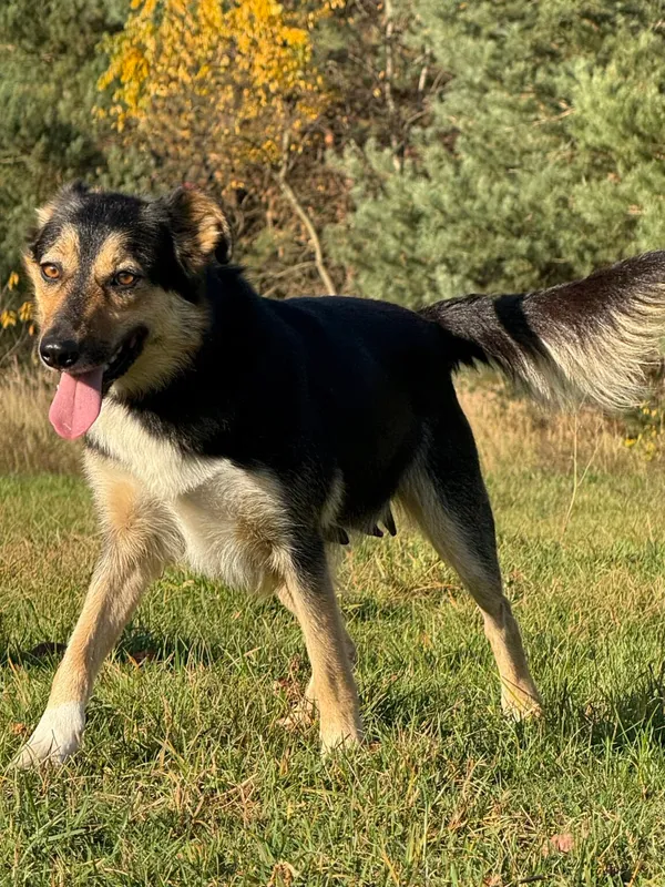 Pies do adopcji, Pieczyska, 18 grudnia 2025 (3/5)