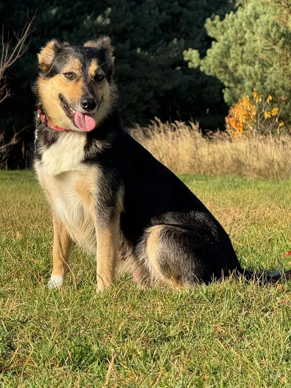 Pies do adopcji, Pieczyska, 18 grudnia 2025 (5/5)