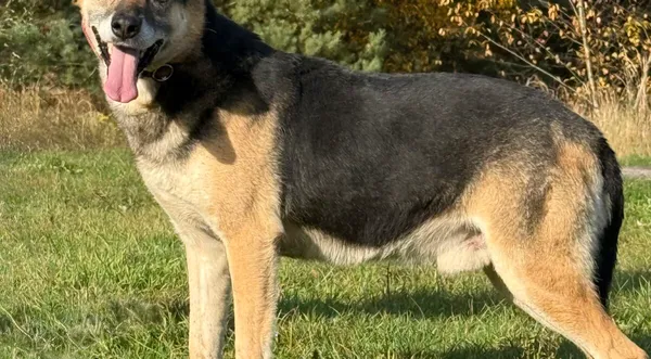 Pies do adopcji, Pieczyska, 18 grudnia 2025 (1/5)