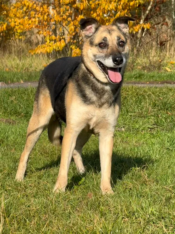 Pies do adopcji, Pieczyska, 18 grudnia 2025 (2/5)