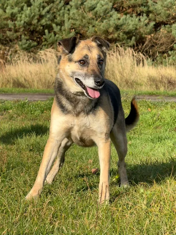 Pies do adopcji, Pieczyska, 18 grudnia 2025 (3/5)