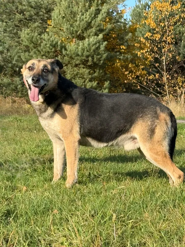 Pies do adopcji, Pieczyska, 18 grudnia 2025 (5/5)