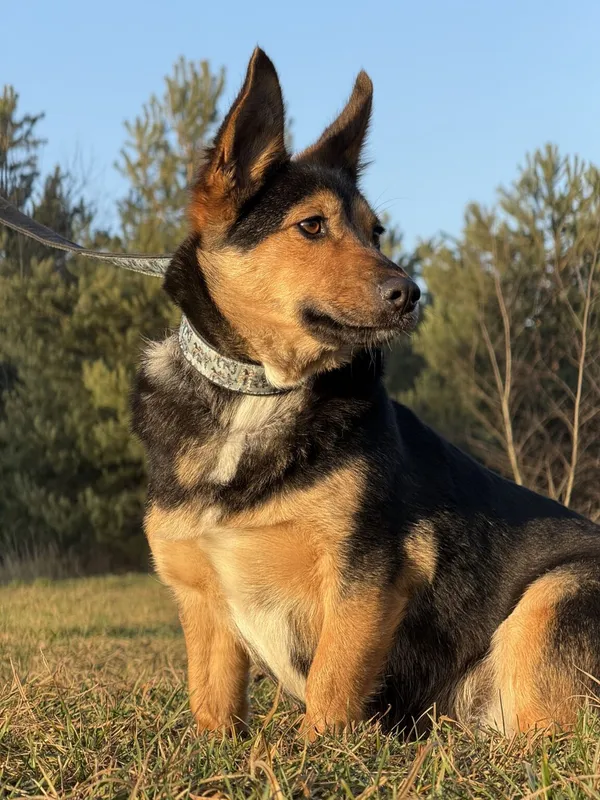 Pies do adopcji, Pieczyska, 18 grudnia 2025 (4/4)