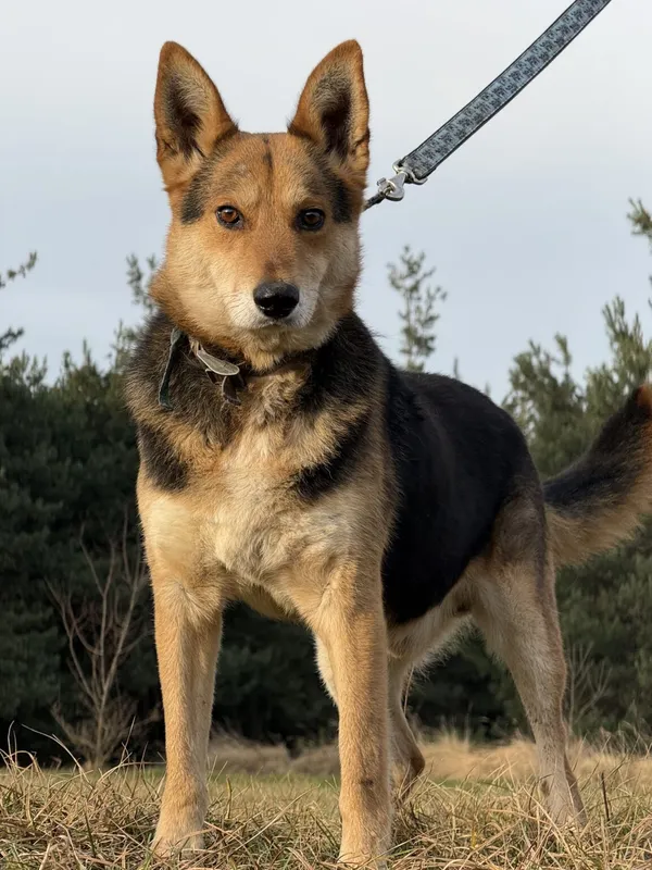 Pies do adopcji, Pieczyska, 18 grudnia 2025 (2/4)