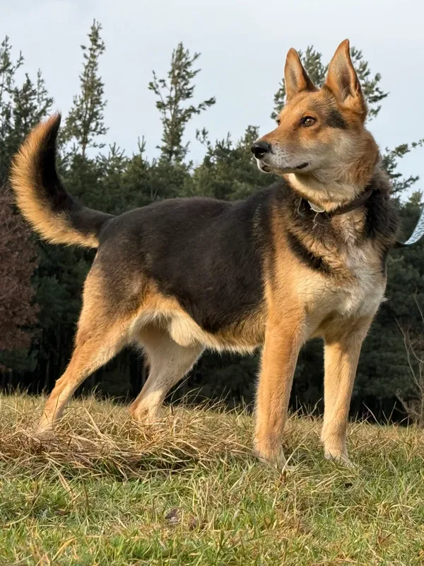 Pies do adopcji, Pieczyska, 18 grudnia 2025 (3/4)