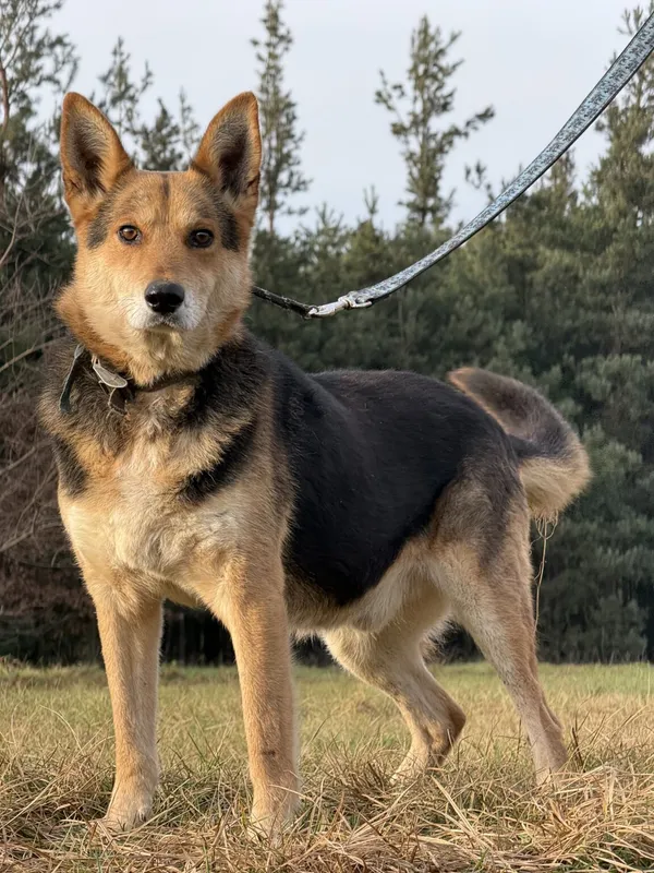 Pies do adopcji, Pieczyska, 18 grudnia 2025 (4/4)