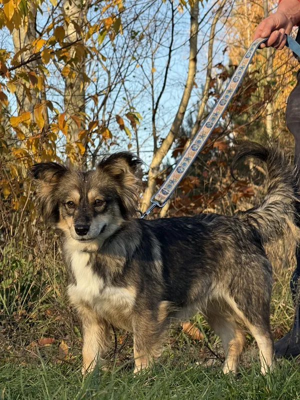 Pies do adopcji, Pieczyska, 18 grudnia 2025 (5/5)