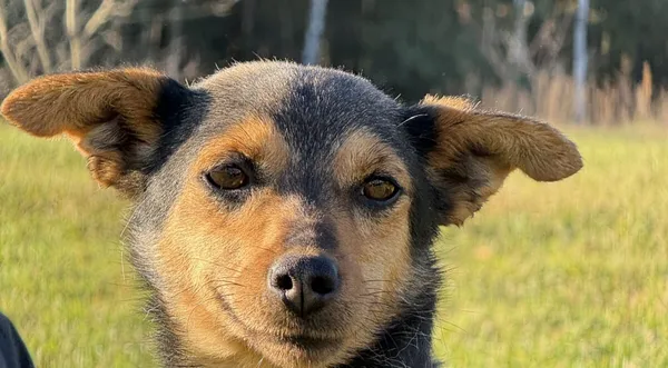 Pies do adopcji, Pieczyska, 18 grudnia 2025 (1/5)