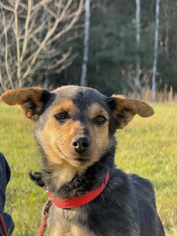 Pies do adopcji, Pieczyska, 18 grudnia 2025 (2/5)