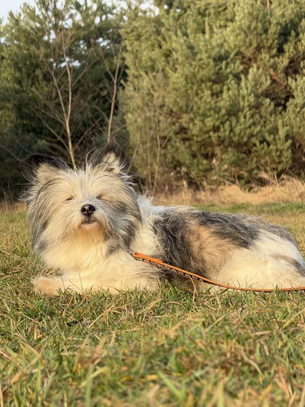 Pies do adopcji, Pieczyska, 18 grudnia 2025 (2/4)