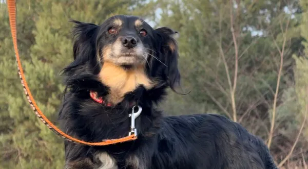 Pies do adopcji, Pieczyska, 18 grudnia 2025 (1/4)