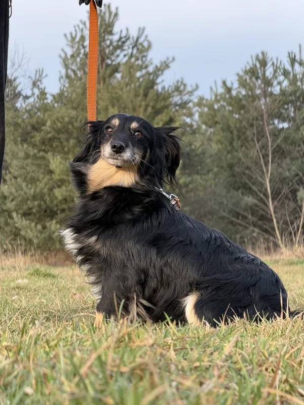 Pies do adopcji, Pieczyska, 18 grudnia 2025 (2/4)