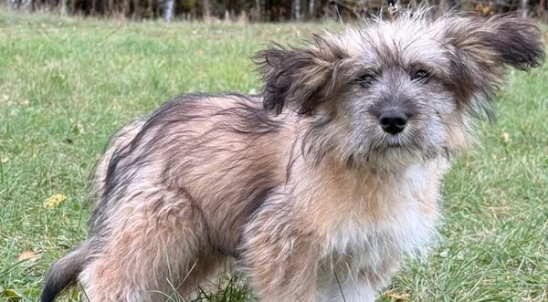 Pies do adopcji, Pieczyska, 18 grudnia 2025 (1/4)