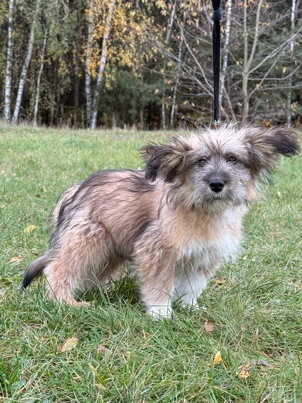 Pies do adopcji, Pieczyska, 18 grudnia 2025 (3/4)