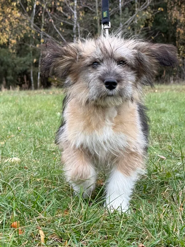 Pies do adopcji, Pieczyska, 18 grudnia 2025 (4/4)