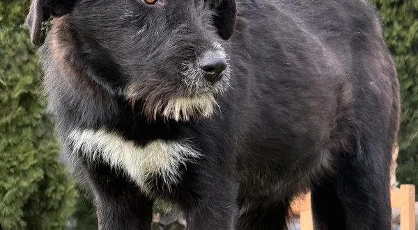 Pies do adopcji, Pieczyska, 18 grudnia 2025 (1/5)