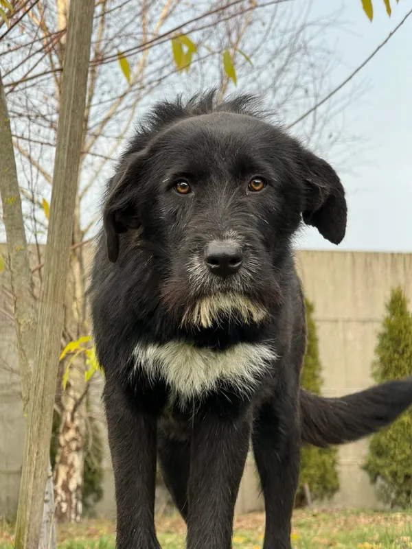 Pies do adopcji, Pieczyska, 18 grudnia 2025 (2/5)