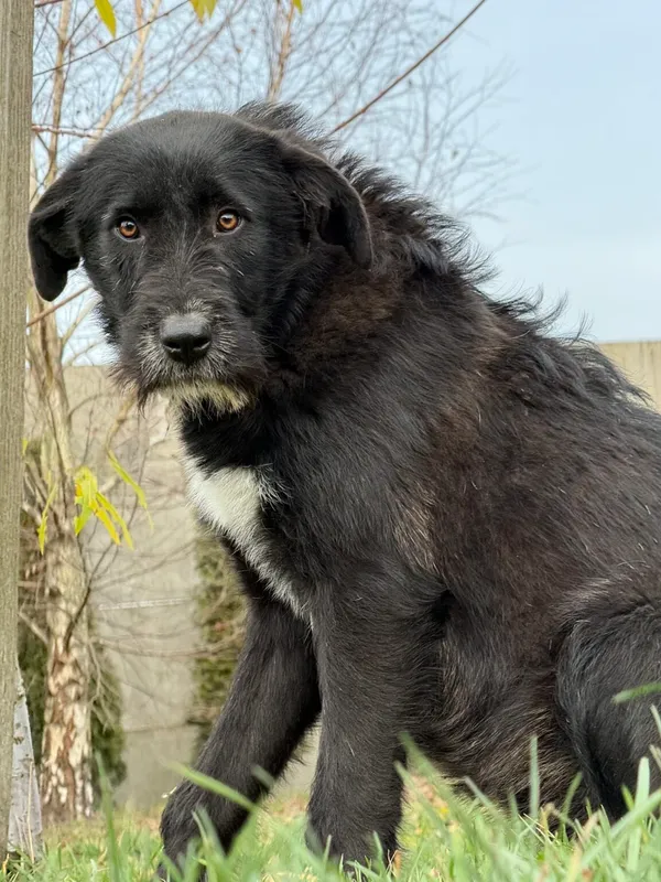 Pies do adopcji, Pieczyska, 18 grudnia 2025 (3/5)