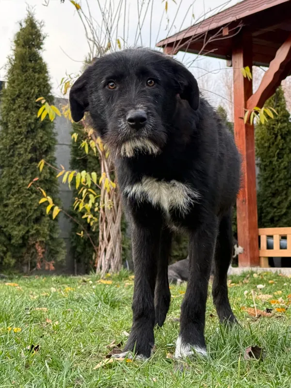 Pies do adopcji, Pieczyska, 18 grudnia 2025 (4/5)