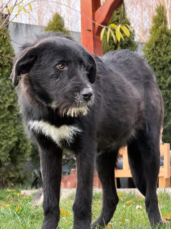 Pies do adopcji, Pieczyska, 18 grudnia 2025 (5/5)