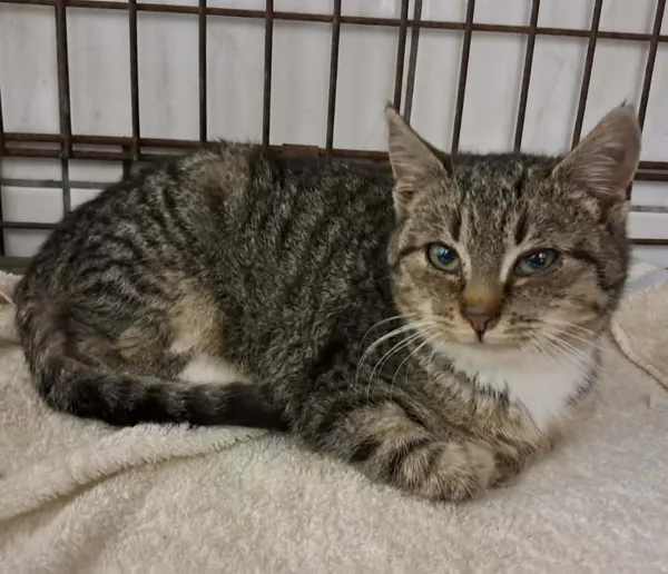 Znaleziono kota, Olsztyn, 17 grudnia 2025