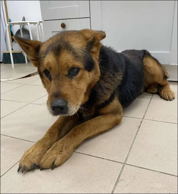 Znaleziono psa, Grudziądz, 17 grudnia 2025