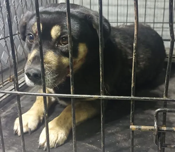 Znaleziono psa, Radom, 17 grudnia 2025