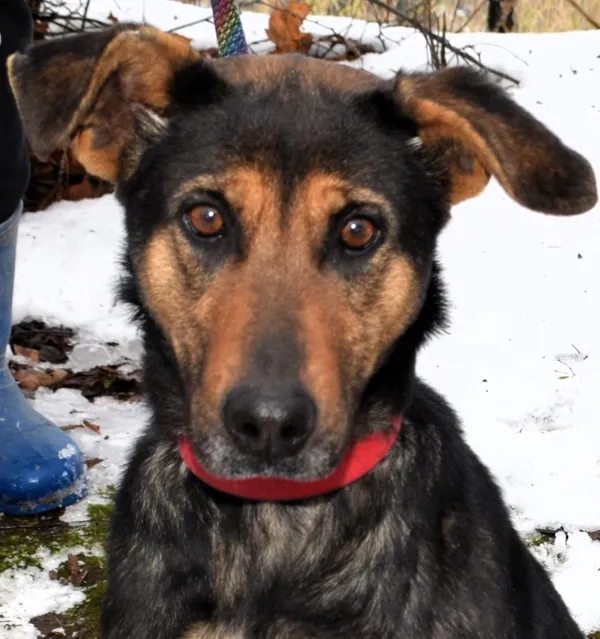 Znaleziono psa, Pieckowo, 18 grudnia 2025 (3/4)