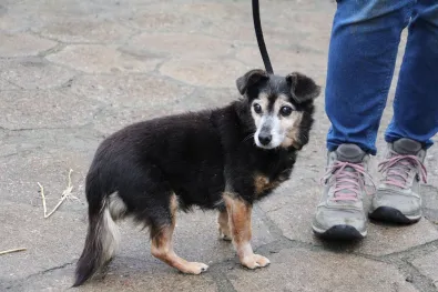 Znaleziono psa, Oborniki, 6 grudnia 2025 (1/3)