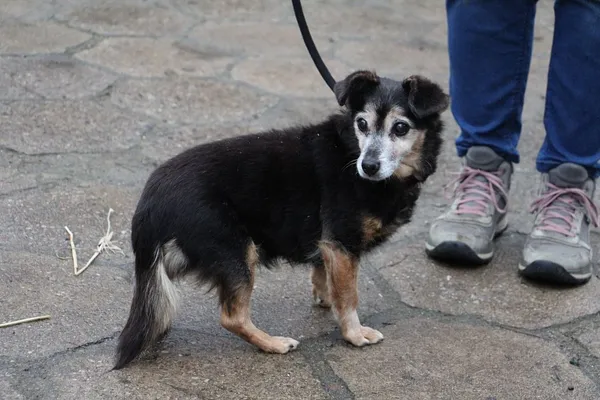 Znaleziono psa, Oborniki, 6 grudnia 2025 (2/3)