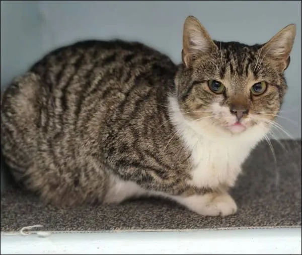 Znaleziono kota, Grudziądz, 17 grudnia 2025