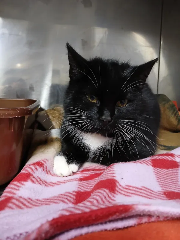 Kot do adopcji, Włocławek, 18 grudnia 2025