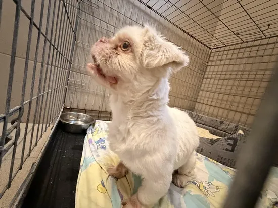 Pies do adopcji, Kraków, 4 grudnia 2025