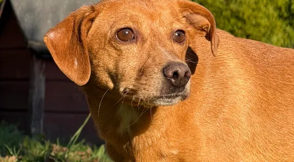 Pies do adopcji, Pieczyska, 19 grudnia 2025 (1/4)