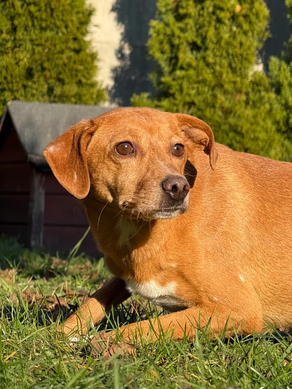 Pies do adopcji, Pieczyska, 19 grudnia 2025 (3/4)