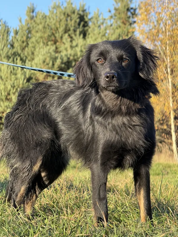 Pies do adopcji, Pieczyska, 19 grudnia 2025 (2/4)