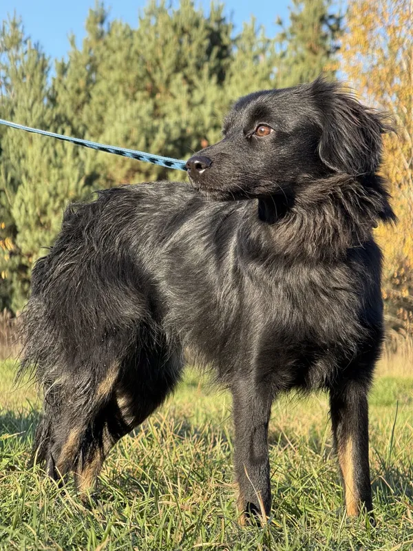 Pies do adopcji, Pieczyska, 19 grudnia 2025 (3/4)