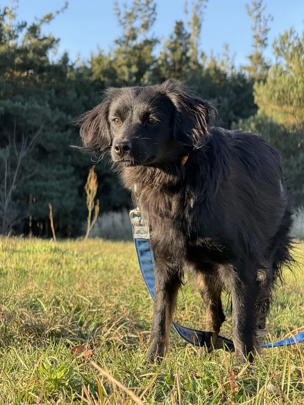 Pies do adopcji, Pieczyska, 19 grudnia 2025 (4/4)