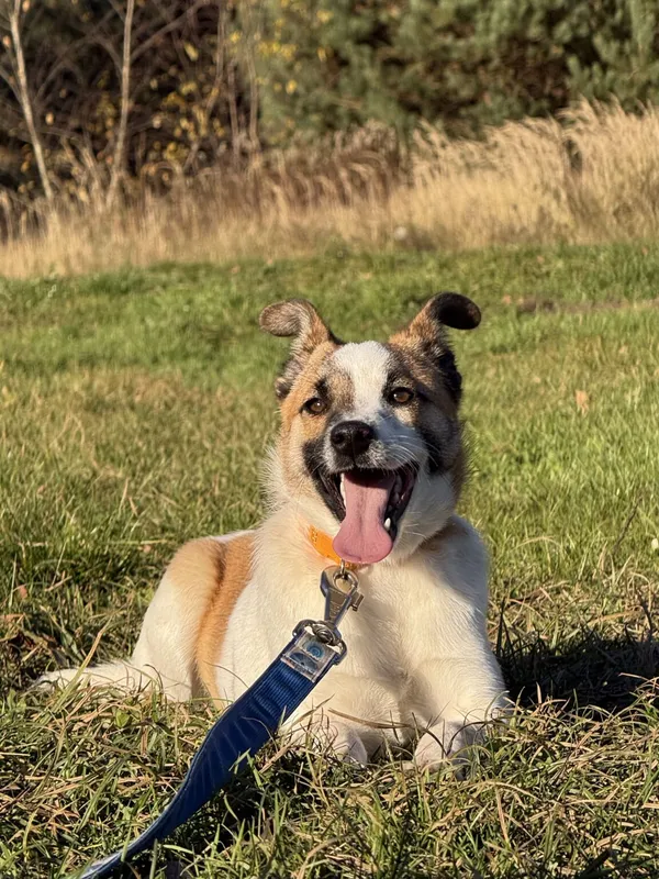 Pies do adopcji, Pieczyska, 19 grudnia 2025 (2/5)