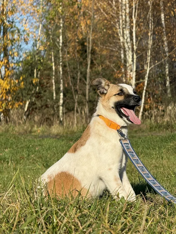 Pies do adopcji, Pieczyska, 19 grudnia 2025 (4/5)